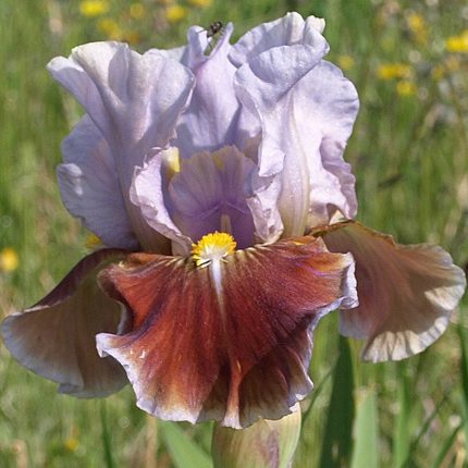 Iris Man's Best Friend