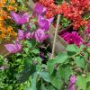 Bougainvillea(Floarea de hartie)Mov cu flori simple