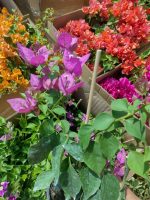 Bougainvillea(Floarea de hartie)Mov cu flori simple