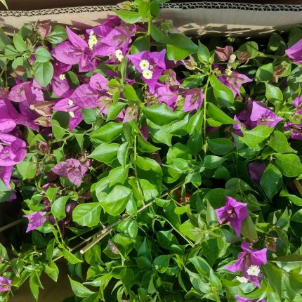 Bougainvillea(Floarea de hartie)Mov cu flori simple