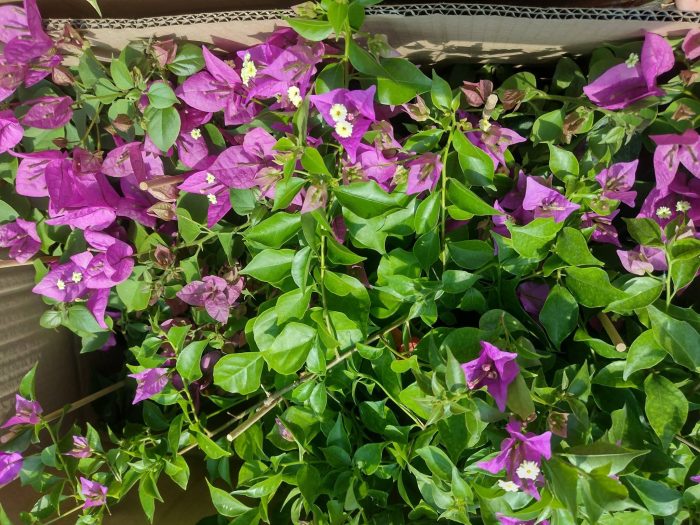 Bougainvillea(Floarea de hartie)Mov cu flori simple