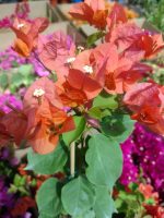 Bougainvillea(Floarea de hartie) Orange cu flori simple.