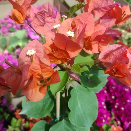 Bougainvillea(Floarea de hartie) Orange cu flori simple.
