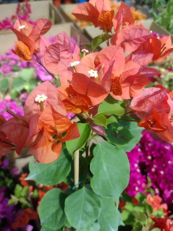 Bougainvillea(Floarea de hartie) Orange cu flori simple.