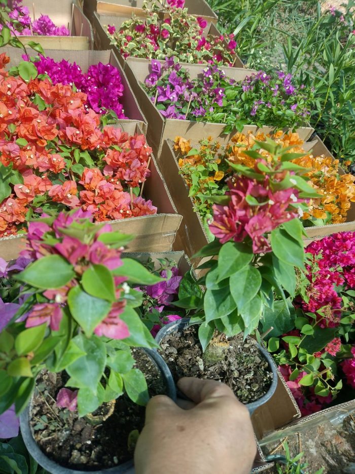 Bougainvillea(Floarea de hartie) Pitica - imagine 3