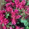 Bougainvillea(Floarea de hartie) Rosu-Ciclam cu flori duble.
