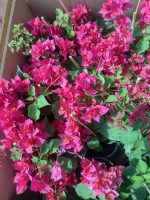 Bougainvillea(Floarea de hartie) Rosu-Ciclam cu flori duble.