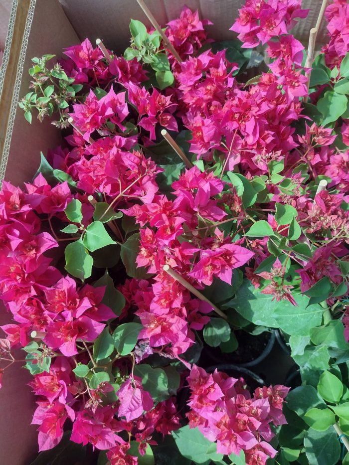 Bougainvillea(Floarea de hartie) Rosu-Ciclam cu flori duble.