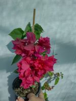 Bougainvillea(Floarea de hartie) Rosu-Ciclam cu flori duble.