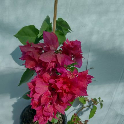 Bougainvillea(Floarea de hartie) Rosu-Ciclam cu flori duble.