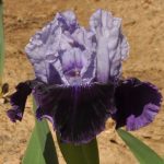 Iris Royalaz
