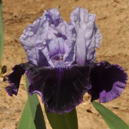 Iris Royalaz