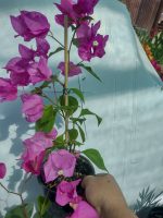 Bougainvillea(Floarea de hartie)Pnk Fantasy-Roz cu flori simple - imagine 3