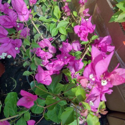 Bougainvillea(Floarea de hartie)Roz cu flori simple