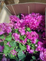 Bougainvillea(Floarea de hartie) Roz cu flori duble. - imagine 2