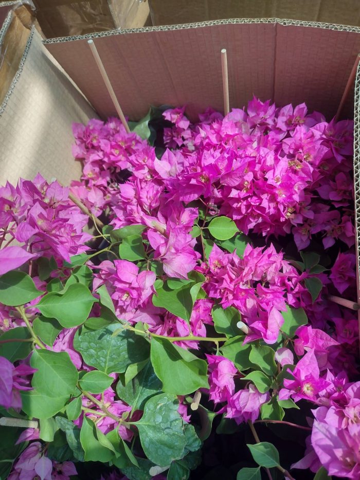 Bougainvillea(Floarea de hartie) Roz cu flori duble. - imagine 2