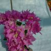 Bougainvillea(Floarea de hartie) Roz cu flori duble.