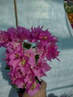 Bougainvillea(Floarea de hartie) Roz cu flori duble.