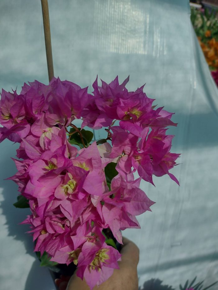Bougainvillea(Floarea de hartie) Roz cu flori duble.