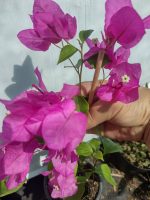 Bougainvillea(Floarea de hartie)Roz cu flori simple