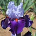 Iris Team Spirit
