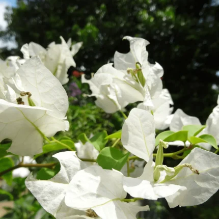 Bougainvillea(Floarea de hartie) Alba cu flori simple.