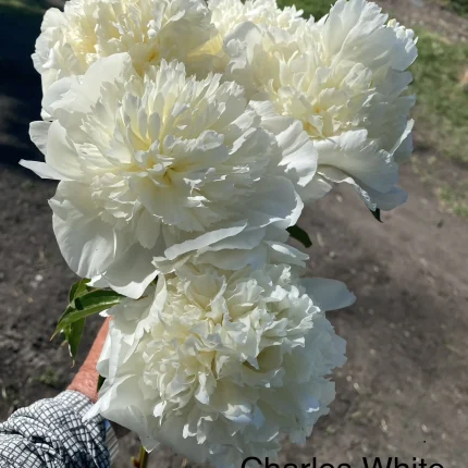 Bujor Charle's White