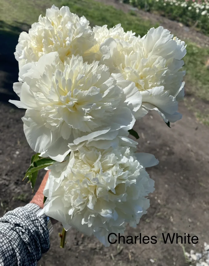 Bujor Charle's White