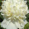 Bujor Charle's White