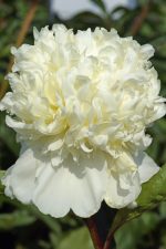 Bujor Charle's White