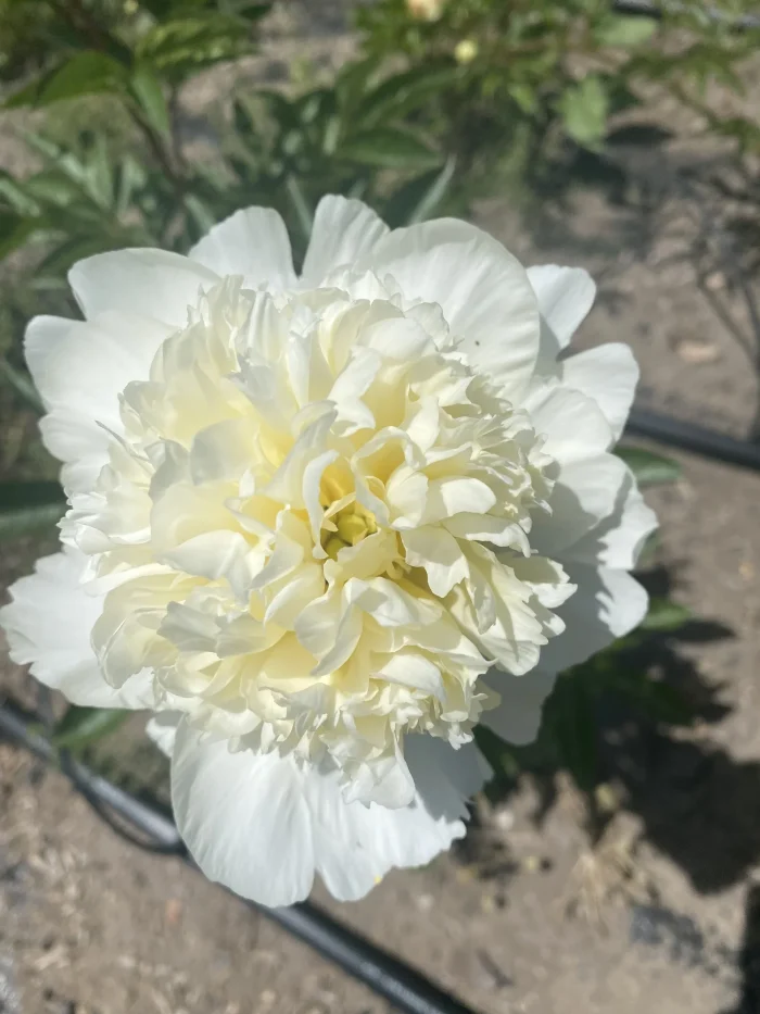Bujor Charle's White