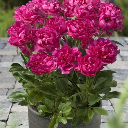 Bujor Patio London
