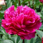 Bujor Red Sarah Bernhardt