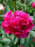 Bujor Red Sarah Bernhardt