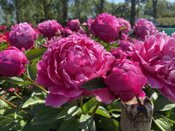 Bujor Red Sarah Bernhardt