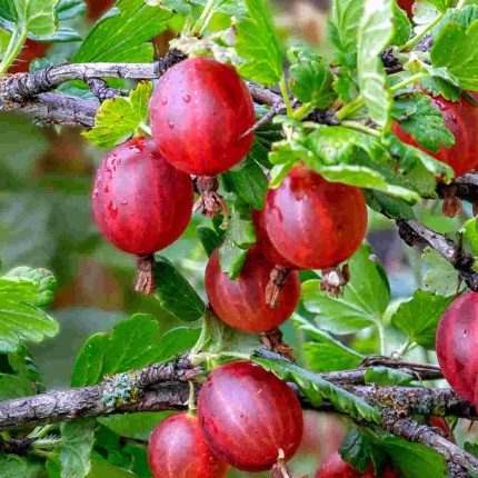 Agris rosu (Ribes uva-crispa) Hinnonmaki Rod
