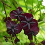 Akebia trifoliata-cataratoare