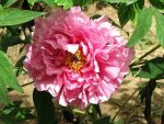 Bujor arbusiv Rou Fu Rong (Pink Waterlily)