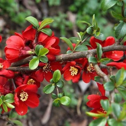 Gutui Japonez (Chaenomeles sup.) Crimson and Gold