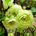 Gutui Japonez (Chaenomeles sp.) Kinshiden
