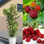 Copac de zmeur (Rubus RASPBERRY TOWER Hara)