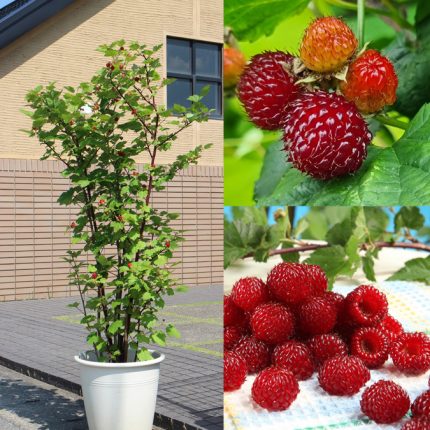 Copac de zmeur (Rubus RASPBERRY TOWER Hara)