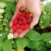 Fragute (Fragaria vesca) Regina