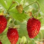 Fragute (Fragaria vesca) Rugia