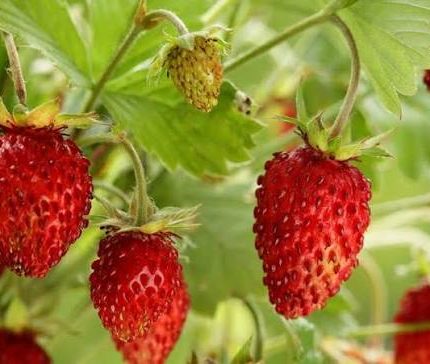 Fragute (Fragaria vesca) Rugia