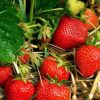 Capsun remontant (Fragaria ×annanassa REMIZ NIWA )