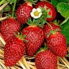 Capsun remontant (Fragaria ×annanassa REMIZ NIWA )