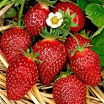 Capsun remontant (Fragaria ×annanassa REMIZ NIWA )