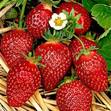 Capsun remontant (Fragaria ×annanassa REMIZ NIWA )