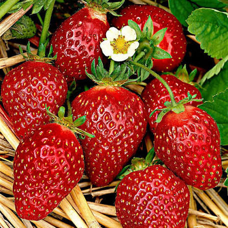 Capsun remontant (Fragaria ×annanassa REMIZ NIWA )